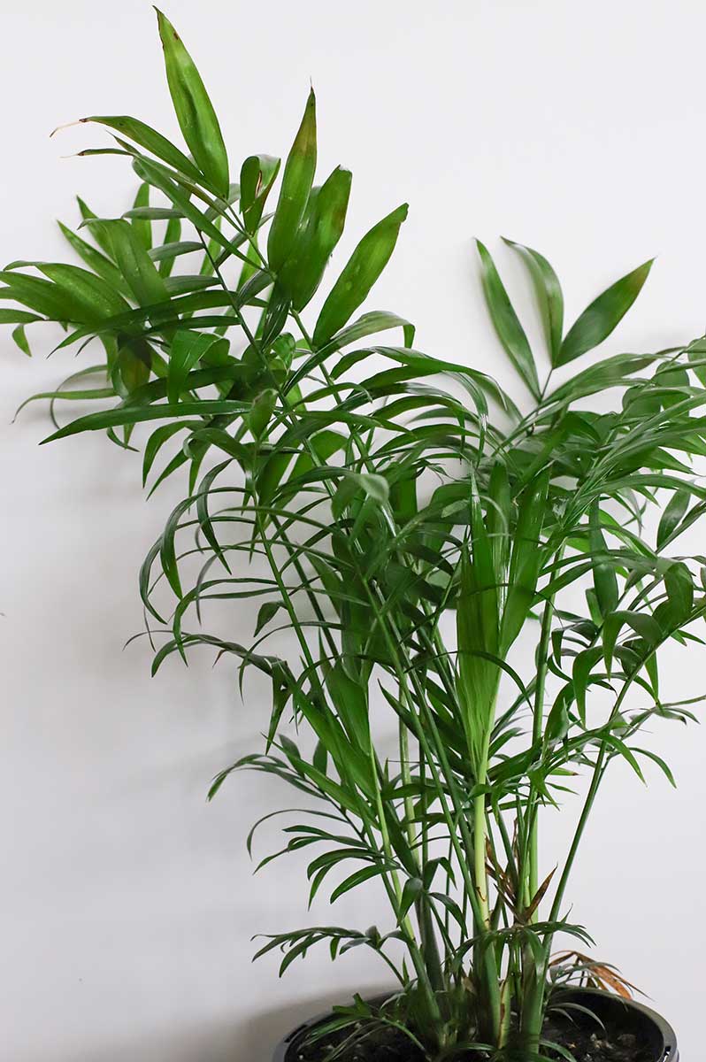 Parlor Palm 20cm - Breathe Green Plants & Gifts